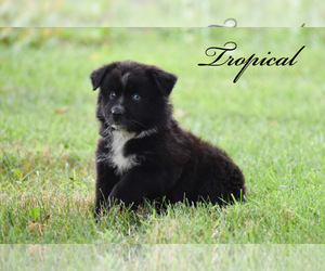 Australian Shepherd Puppy for sale in EASTON, MO, USA