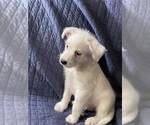 Small Photo #12 Australian Cattle Dog-Poodle (Miniature) Mix Puppy For Sale in NEWPORT BEACH, CA, USA