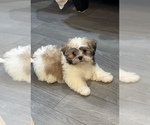 Small Photo #1 Shih Tzu Puppy For Sale in MARTINSVILLE, IN, USA