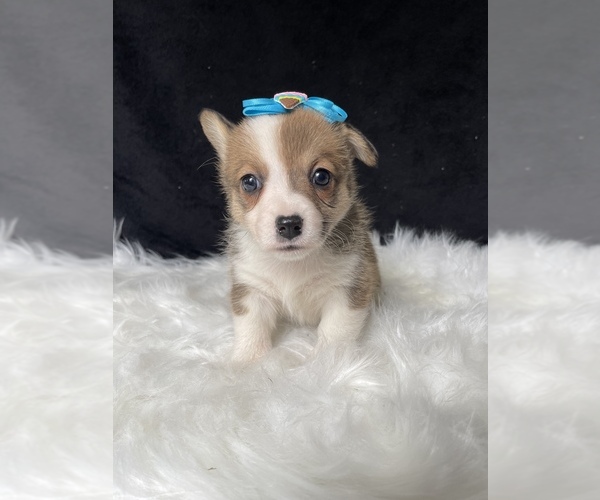 Medium Photo #4 Pembroke Welsh Corgi Puppy For Sale in LANCASTER, PA, USA