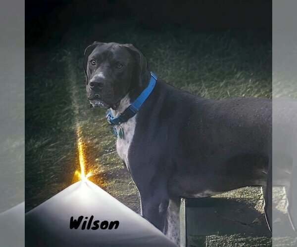 Medium Photo #11 Great Dane Puppy For Sale in Bullard, TX, USA