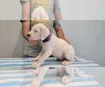 Small Photo #43 Dogo Argentino Puppy For Sale in BROOMALL, PA, USA