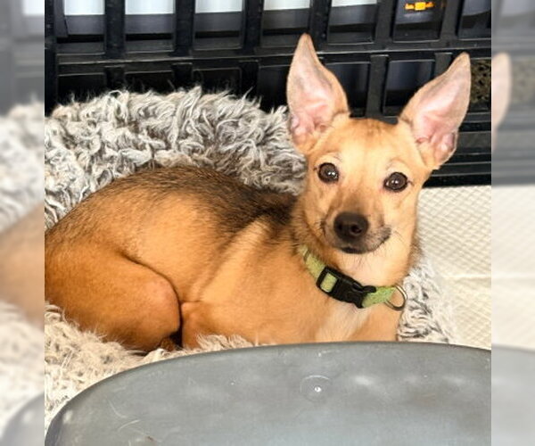 Medium Photo #1 Chihuahua-Unknown Mix Puppy For Sale in Ventura, CA, USA