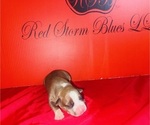 Small #1 American Bully