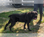 Small Photo #1 Cane Corso Puppy For Sale in ETNA GREEN, IN, USA