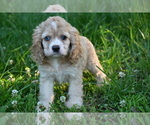 Small #3 Cocker Spaniel
