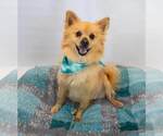 Small #5 Pomeranian Mix