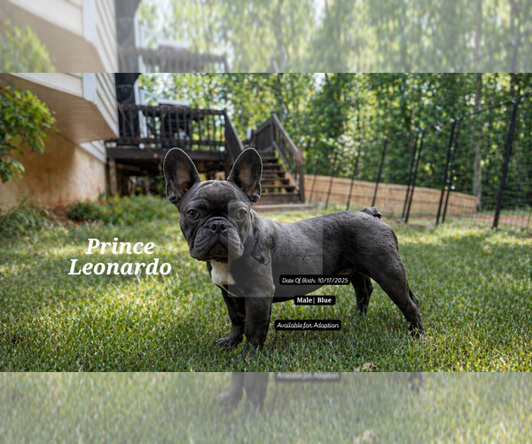 Medium Photo #4 French Bulldog Puppy For Sale in FAYETTEVILLE, GA, USA