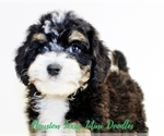 Small Photo #5 Australian Labradoodle-Miniature Bernedoodle Mix Puppy For Sale in HOUSTON, TX, USA