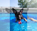 Small #5 German Shepherd Dog-Great Pyrenees Mix