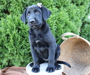 German Shepherd Dog-Labrador Retriever Mix Puppy for sale in HONEY BROOK, PA, USA