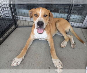 Labrador Retriever-Unknown Mix Dogs for adoption in White Bluff, TN, USA