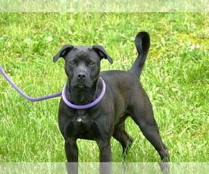 American Staffordshire Terrier-Unknown Mix Dogs for adoption in Pittsburgh, PA, USA