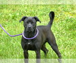 Small American Staffordshire Terrier Mix