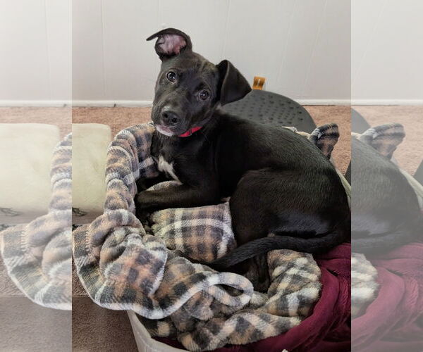 Medium Photo #3 Labrador Retriever-Unknown Mix Puppy For Sale in Farmington, MN, USA