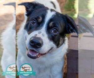 Border Collie-Pembroke Welsh Corgi Mix Dogs for adoption in Kennesaw, GA, USA