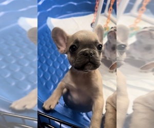 French Bulldog Puppy for sale in SAN JACINTO, CA, USA