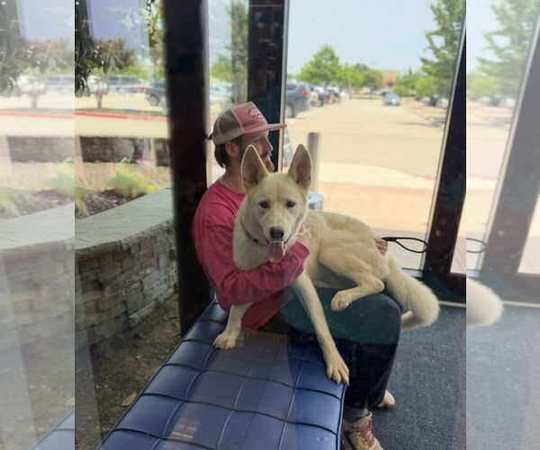 Medium Photo #6 Huskies -Unknown Mix Puppy For Sale in Euless, TX, USA