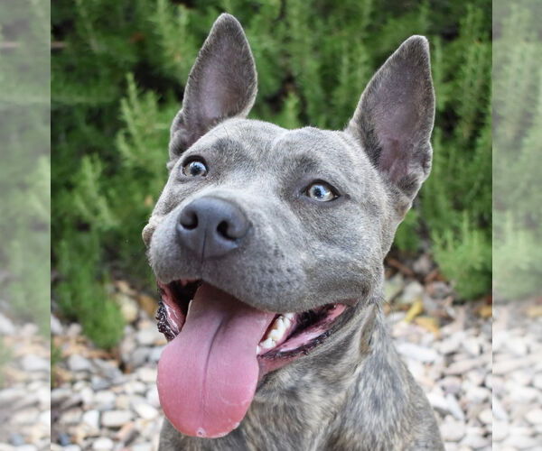 Medium Photo #1 American Staffordshire Terrier Puppy For Sale in Albuquerque, NM, USA