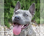 Small American Staffordshire Terrier
