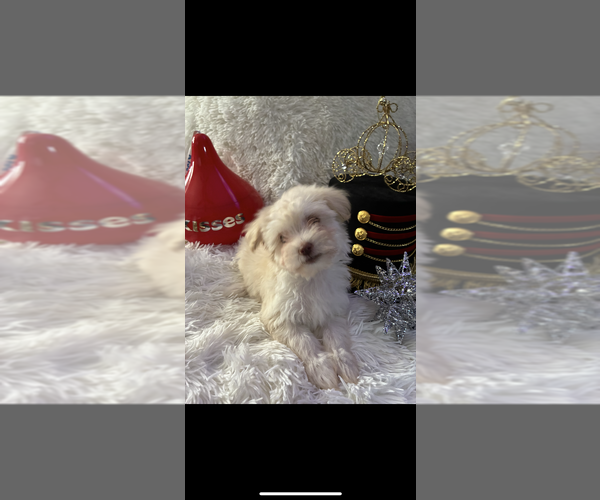 Medium Photo #7 Maltese-Poodle (Toy) Mix Puppy For Sale in AUGUSTA, GA, USA