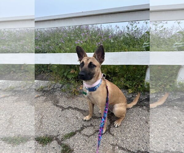 Medium Photo #2 Mutt Puppy For Sale in Dana Point, CA, USA