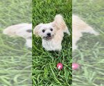 Small #5 Shih Tzu