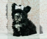 Small Photo #1 Morkie Puppy For Sale in WARSAW, IN, USA