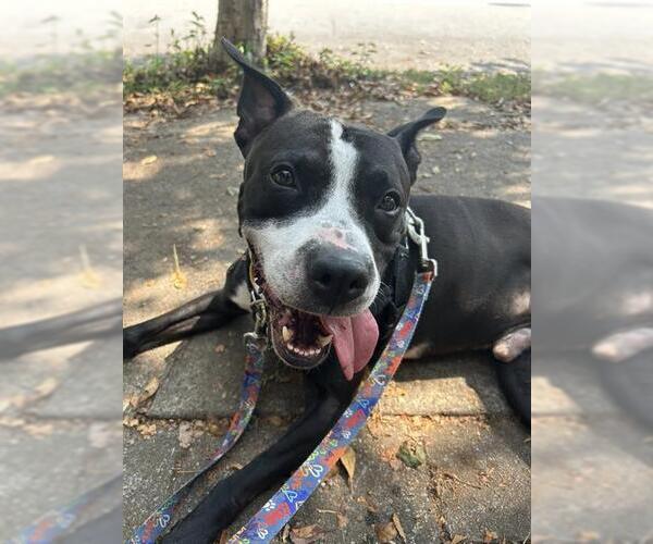 Medium Photo #2 American Pit Bull Terrier-Unknown Mix Puppy For Sale in Louisville, KY, USA