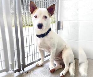 Cardigan Welsh Corgi-Unknown Mix Dogs for adoption in Houston, TX, USA