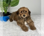 Small Photo #4 Aussiedoodle Miniature  Puppy For Sale in FRANKLIN, IN, USA