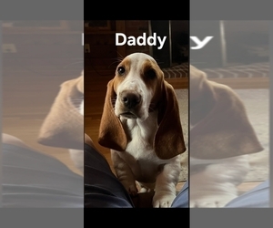 Father of the Basset Hound puppies born on 12/03/2025
