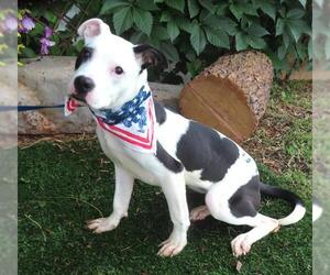 American Pit Bull Terrier-Unknown Mix Dogs for adoption in Oklahoma City, OK, USA
