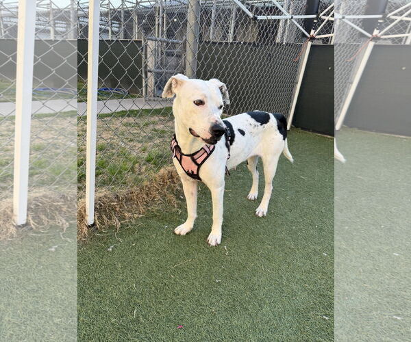 Medium Photo #8 Labrador Retriever-Unknown Mix Puppy For Sale in The Woodlands, TX, USA