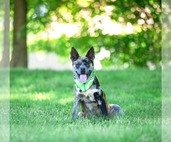 Medium Photo #6 Catahoula Leopard Dog-Unknown Mix Puppy For Sale in Unionville, PA, USA