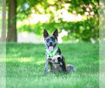 Small #5 Catahoula Leopard Dog Mix