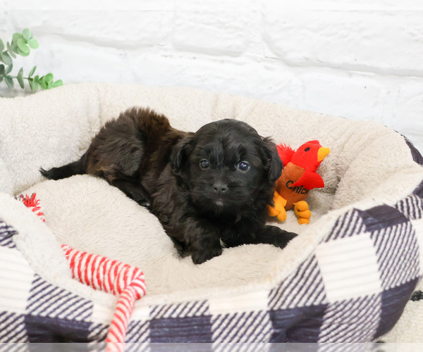 Medium Photo #2 Shih-Poo Puppy For Sale in SYRACUSE, IN, USA