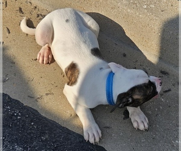 Medium Photo #34 American Bulldog Puppy For Sale in INDEPENDENCE, MO, USA