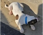Small Photo #34 American Bulldog Puppy For Sale in INDEPENDENCE, MO, USA