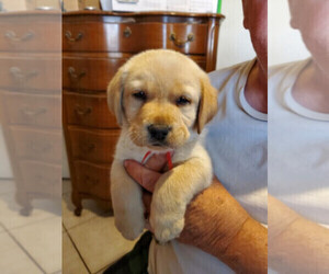 Labrador Retriever Puppy for Sale in MESA, Arizona USA