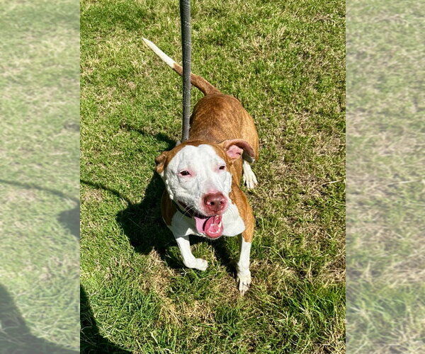 Medium Photo #2 Mutt Puppy For Sale in Glen Allen, VA, USA