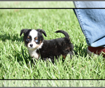 Small #1 Miniature Australian Shepherd