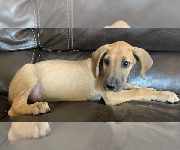 Medium Photo #10 Great Dane Puppy For Sale in CLOVER, SC, USA