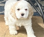 Small Photo #2 Cocker Spaniel Puppy For Sale in FLOWERY BRANCH, GA, USA