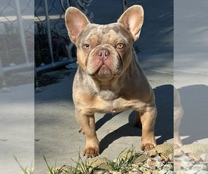 Father of the French Bulldog puppies born on 01/30/2023