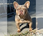 Small Photo #1 French Bulldog Puppy For Sale in NORCO, CA, USA