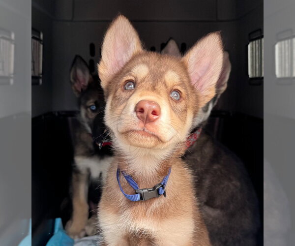 Medium Photo #2 Gerberian Shepsky Puppy For Sale in Claremore, OK, USA