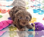 Small #9 Cockapoo (Toy)-Poodle (Toy) Mix
