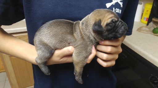 Medium Photo #1 Great Dane Puppy For Sale in COLORADO SPRINGS, CO, USA