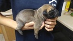 Small Photo #1 Great Dane Puppy For Sale in COLORADO SPRINGS, CO, USA